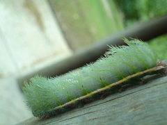 Automeris bilinea