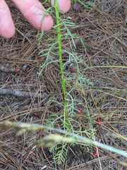 Ipomopsis aggregata formosissima