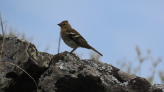 Fringilla coelebs moreletti