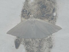 Lychnosea intermicata