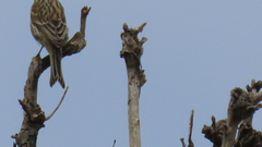 Fringilla coelebs moreletti