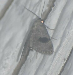 Abablemma duomaculata