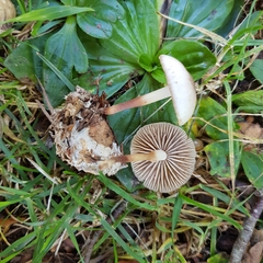 Marasmius wynneae
