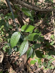Rubus pinnatus
