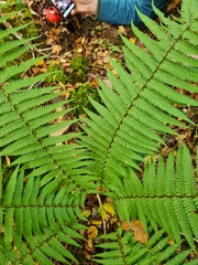 Dryopteris wallichiana