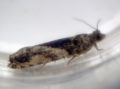 Epinotia nisella