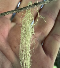 Alectoria sarmentosa