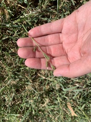 Echinochloa colona