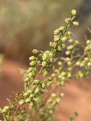 Artemisia dracunculus