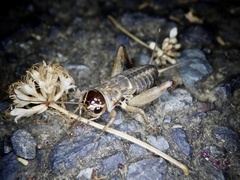 Teleogryllus emma