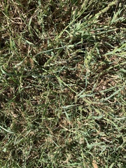 Echinochloa colona
