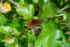 Melitaea athalia