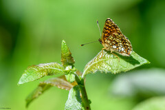 Melitaea athalia