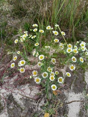 Erigeron annuus
