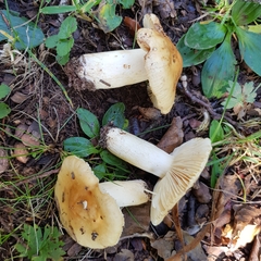 Russula fellea