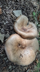 Stropharia rugosoannulata