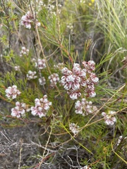 Serruria rubricaulis
