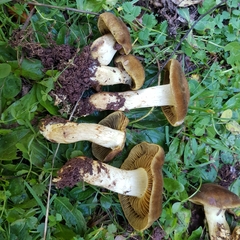 Cortinarius melanotus