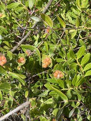 Lonicera implexa