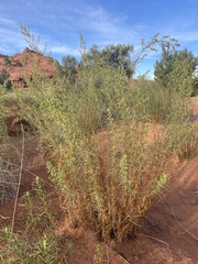 Artemisia dracunculus