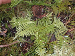 Kindbergia oregana