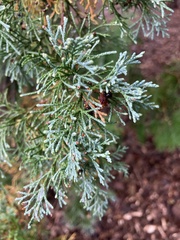 Chamaecyparis lawsoniana