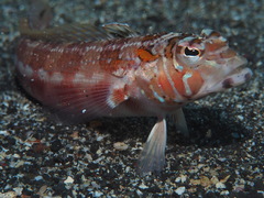 Parapercis pulchella
