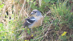 Fringilla coelebs moreletti