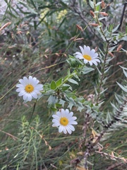 Osmitopsis asteriscoides