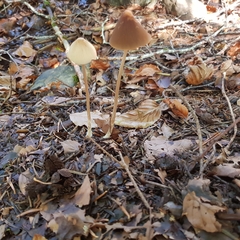 Parasola conopilea