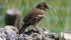 Fringilla coelebs moreletti