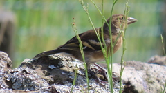 Fringilla coelebs moreletti