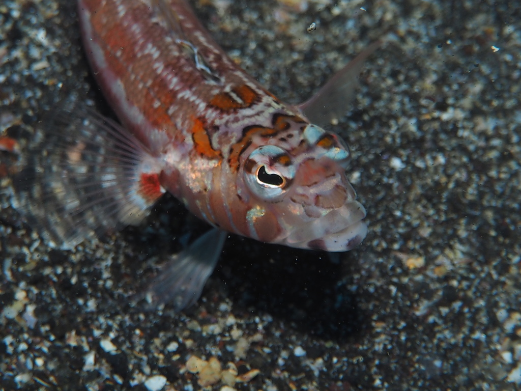 Harlequin Sandsmelt