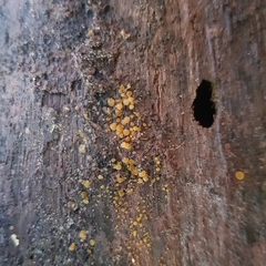 Orbilia xanthostigma