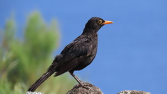 Turdus merula azorensis
