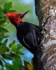 Campephilus magellanicus