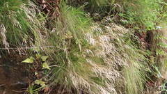 Avenella flexuosa foliosa