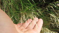 Avenella flexuosa foliosa
