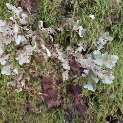 Ricasolia amplissima