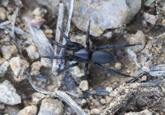 Zelotes