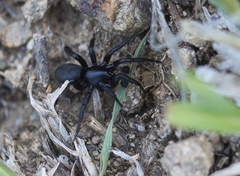 Zelotes