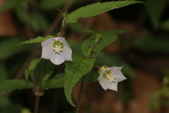 Cyclocodon lancifolius
