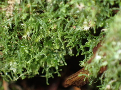 Lepidoziaceae