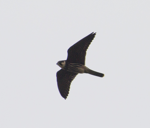 Eurasian Hobby