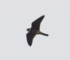 Eurasian Hobby photo 6