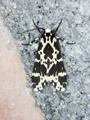 Eucereon consorta