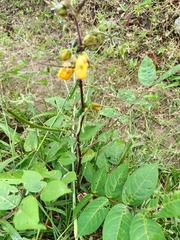 Senna occidentalis