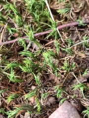 Polytrichum formosum