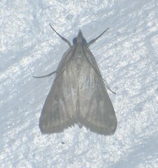 Achyra bifidalis