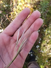 Andropogon virginicus